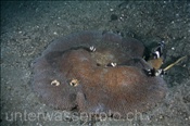 Haddons Teppichanemone (Stichodactyla haddoni) mit Anemonenfischen und Porzellankrebsen (Celebes-See, Manado, Indonesien) - Haddons Carpet Anemone (Celebes-Sea, Indonesia)
