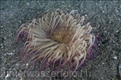 Die Faden Zylinderrose (Cerianthus filiformis) besitzt ein sehr starkes Nesselgift (Celebes-See, Manado, Indonesien) - Tube Anemone (Celebes-Sea, Indonesia)