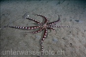 Mimikrykrake (Thaumoctopus mimicus) am Sandgrund der Celebes-See (Manado, Indonesien) - Mimic Octopus (Celebes-Sea, Indonesia)