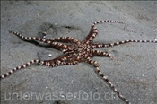 Mimikrykrake (Thaumoctopus mimicus) am Sandgrund der Celebes-See (Manado, Indonesien) - Mimic Octopus (Celebes-Sea, Indonesia)
