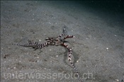 Mimikrykrake (Thaumoctopus mimicus) verkriecht sich im Sand der Celebes-See (Manado, Indonesien) - Mimic Octopus (Celebes-Sea, Indonesia)