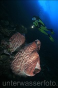 Taucherin mit Vasenschwamm (Xestopongia sp.) am steil abfallenden Korallenriff des Bunaken Nationalparks (Celebes-See, Manado, Indonesien) - Scuba diver and Barrel Sponge at Bunaken National Park (Celebes-Sea, Indonesia)