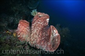 Vasenschwamm (Xestopongia sp.) besiedelt ein steil abfallendes Korallenriff (Celebes-See, Manado, Indonesien) - Barrel Sponge (Celebes-Sea, Indonesia)