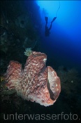 Vasenschwamm (Xestopongia sp.) besiedelt ein steil abfallendes Korallenriff (Celebes-See, Manado, Indonesien) - Barrel Sponge (Celebes-Sea, Indonesia)
