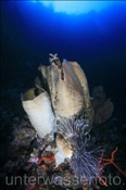 Elefantenohrschwamm (Xestopongia sp.) am einem steil abfallenden Korallenriff (Celebes-See, Manado, Indonesien) - Elephant Ear Sponge (Celebes-Sea, Manado; Indonesia)