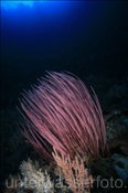 Strauch Rutengorgonie (Ellisella ceratophyta) am steil abfallenden Korallenriff des Bunaken Nationalpark (Celebes-See, Manado, Indonesien) - Soft Coral at Bunaken national park (Celebes-Sea, Indonesia)