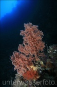 Korallenriff im Bunaken Nationalpark (Celebes-See, Manado, Indonesien). - Coral reef at Bunaken National Park (Celebes-Sea, Manado, Indonesia).