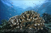 Eine Eydoux Porenkoralle (Pocillopora eydouxi) wächst im lichtduchfluteten Flachwasserbereich des Bunaken Nationalpark (Celebes-See, Manado, Indonesien) - Antler Coral at Bunaken national park (Celebes-Sea, Manado, Indonesia)