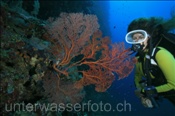 Taucherin mit Rotem Riesen-Knotenfächer (Melithaea ochracea) am steil abfallenden Korallenriff des Bunaken Nationalpark (Celebes-See, Manado, Indonesien) - Diver and Fan Coral at Bunaken national park (Celebes-Sea, Indonesia)