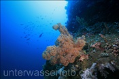 Klunzingers Weichkoralle (Dendronephthya klunzingeri) am steil abfallenden Korallenriff des Bunaken Nationalpark (Celebes-See, Manado, Indonesien) - Soft Coral at Bunaken national park (Celebes-Sea, Indonesia)