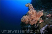 Klunzingers Weichkoralle (Dendronephthya klunzingeri) am steil abfallenden Korallenriff des Bunaken Nationalpark (Celebes-See, Manado, Indonesien) - Soft Coral at Bunaken national park (Celebes-Sea, Indonesia)