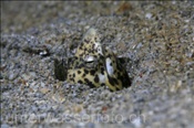 Ein Marmor Schlangenaal (Callechelys marmorata) versteckt sich in seinem Sandloch (Celebes-See, Manado, Indonesien) - Marbled Snake Eel (Celebes-Sea, Manado, Indonesia)