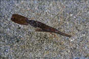 Der Robuste Geisterpfeifenfisch (Solenostomus cyanopterus) tarnt sich als welkes Blatt (Celebes-See, Manado, Indonesien) - Robust Ghostpipefish  (Celebes-Sea, Manado, Indonesia)