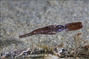 Der Robuste Geisterpfeifenfisch (Solenostomus cyanopterus) tarnt sich als welkes Blatt (Celebes-See, Manado, Indonesien) - Robust Ghostpipefish  (Celebes-Sea, Manado, Indonesia)