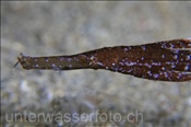 Kopfbereich des Robusten Geisterpfeifenfisches (Solenostomus cyanopterus), (Celebes-See, Manado, Indonesien) - Robust Ghostpipefish  (Celebes-Sea, Manado, Indonesia)
