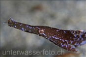 Kopfbereich des Robusten Geisterpfeifenfisches (Solenostomus cyanopterus), (Celebes-See, Manado, Indonesien) - Robust Ghostpipefish  (Celebes-Sea, Manado, Indonesia)