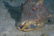 Die Sturmhaube (Cassis cornuta) ist eine der grössten Meereschnecken, (Celebes-See, Manado, Indonesien) - Helmet Shell (Celebes-Sea, Indonesia)