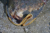 Die Sturmhaube (Cassis cornuta) ist eine der grössten Meereschnecken, (Celebes-See, Manado, Indonesien) - Helmet Shell (Celebes-Sea, Indonesia)