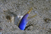 Die Geistermuräne (Rhionmuraena quaesita) wechselt mit dem Alter die Farbe und das Geschlecht. Hier handelt es sich um ein weibliches Tier. (Celebes-See, Manado, Indonesien) - Ribbon eel (Female),(Celebes-Sea, Manado, Indonesia)