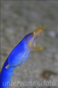 Die Geistermuräne (Rhionmuraena quaesita) wechselt mit dem Alter die Farbe und das Geschlecht. Hier handelt es sich um ein weibliches Tier. (Celebes-See, Manado, Indonesien) - Ribbon eel (Female),(Celebes-Sea, Manado, Indonesia)