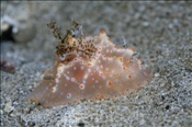 Höckerschnecke (Halgerda malesso), (Celebes-See, Manado, Indonesien) - Nudibranch (Celebes-Sea, Indonesia)