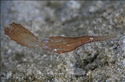 Den Zarten Geisterpfeifenfisch (Solenostomus leptosomus) findet man in ruhigen Gewässern (Celebes-See, Manado, Indonesien) - Delicate Ghostpipefish  (Celebes-Sea, Manado, Indonesia)