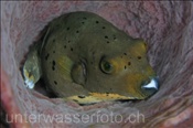 Schwarzfleck Kugelfisch (Arothron nigropunctatus) versteckt sich in einem Fass-Schwamm (Celebes-See, Manado, Indonesien) - Blackspotted Puffer (Celebes-Sea, Manado, Indonesia)