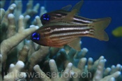 Der Braunpunkt Kardinalbarsch (Dischistodus prosopotaenia) sucht Schutz bei einer Koralle (Bali, Indonesien) - Ocre Striped Cardinalfish (Bali, Indonesia)