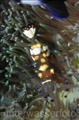 Ein grosses Exemplar einer Partnergarnele (Periclimenes brevicarpalis), (Bali, Indonesien) - Pacific Clown Anemone Shrimp  (Bali, Indonesia)