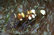Ein grosses Exemplar einer Partnergarnele (Periclimenes brevicarpalis), (Bali, Indonesien) - Pacific Clown Anemone Shrimp  (Bali, Indonesia)