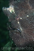 Kopfbereich eines Riesen Anglerfisches (Antennarius commersonii), (Bali, Indonesien) - Giant Frogfish (Bali, Indonesia)