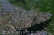 Ein Gehörnter Plattkopf (Eurycephalus carbunculus) lauert in den Algen auf seine Beute (Bali, Indonesien) - Papillose Flathead / Horned Flathead (Bali, Indonesia)