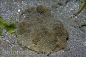 Eine Mangrovenqualle (Cassiopea andromeda) liegt auf sandigem Meeresboden, (Bali, Indonesien) - Upside Down Jellyfish (Bali, Indonesia)
