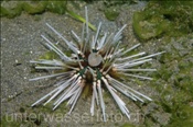 Ein Halm Diademseeigel (Echinothrix calamaris) frisst Algen am Meeresboden (Bali, Indonesien) - Hatpin Sea Urchin / Banded Sea Urchin / Double Spined Sea Urchin (Bali, Indonesia)