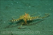 Der Wunderpus (Wonderpus photogenicus) lebt in sandig-flachen Gewässern (Bali, Indonesien) - Wonderpus Octopus (Bali, Indonesia)