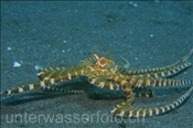 Der Wunderpus (Wonderpus photogenicus) lebt in sandig-flachen Gewässern (Bali, Indonesien) - Wonderpus Octopus (Bali, Indonesia)