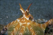 Kopfbereich eines Wunderpus (Wonderpus photogenicus), (Bali, Indonesien) - Wonderpus Octopus (Bali, Indonesia)