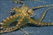 Wunderpus (Wonderpus photogenicus) mit ausgefahrenen Membranen des Mantels (Bali, Indonesien) - Wonderpus Octopus (Bali, Indonesia)