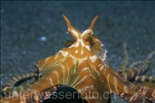 Kopfbereich eines Wunderpus (Wonderpus photogenicus), (Bali, Indonesien) - Wonderpus Octopus (Bali, Indonesia)