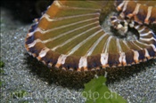 Tentakel mit Armmembrane eines Wunderpus (Wonderpus photogenicus), (Bali, Indonesien) - Wonderpus Octopus (Bali, Indonesia)
