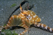 Ein Wunderpus (Wonderpus photogenicus) auf Beutefang (Bali, Indonesien) - Wonderpus Octopus (Bali, Indonesia)