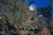 Zottiger Anglerfisch (Antennarius pictus), (Bali, Indonesien) - Hispid Frogfish (Bali, Indonesia)