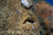 Kopfbereich eines Zottigen Anglerfisches (Antennarius pictus), (Bali, Indonesien) - Hispid Frogfish (Bali, Indonesia)
