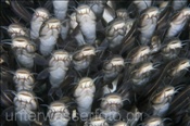 Gestreifte Korallenwelse (Plotosus lineatus) bilden dichte Fischschulen (Bali, Indonesien) - Striped Catfish (Bali, Indonesia)
