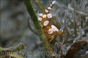 Anemonengarnele / Hohlkreuz Garnele (Thor amboinensis), (Bali, Indonesien) - Squat Shrimp / Anemone Shrimp (Bali, Indonesia)