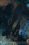 Junger Spitzmaul Fledermausfisch (Platax pinnatus) versteck sich in einer Riffspalte (Bali, Indonesien) - Pinnate Batfish / Spadefish (Bali, Indonesia)