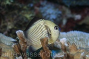 Der Pazifik Preussenfisch (Dascyllus reticulatus) versteckt sich gerne hinter Korallen (Bali, Indonesien) - Reticulate Dascyllus / Reticulated Dascyllus / Damselfish (Bali, Indonesia)