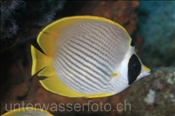 Panda Falterfisch (Chaetodon adiergastos), (Bali, Indonesien) - Panda Butterflyfisch / Philipine Butterflyfish (Bali, Indonesia)