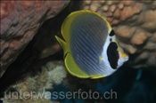 Panda Falterfisch (Chaetodon adiergastos), (Bali, Indonesien) - Panda Butterflyfisch / Philipine Butterflyfish (Bali, Indonesia)