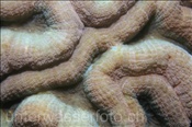 Nahaufnahme einer Doldenkoralle (Lobophyllia sp.), (Bali, Indonesien) - Open Brain Coral (Bali, Indonesia)